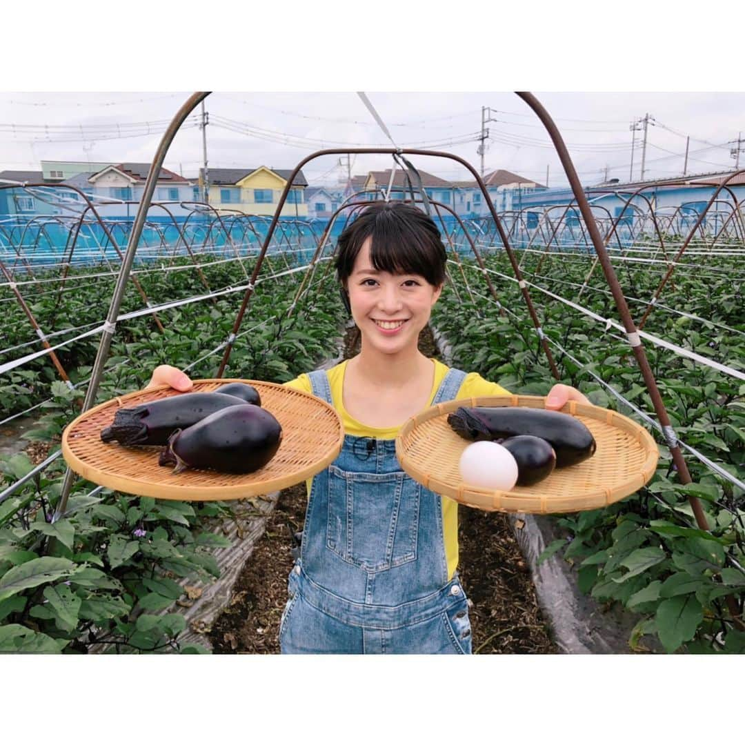 藤本真未さんのインスタグラム写真 - (藤本真未Instagram)「📺TOKYO MX NEWS📺 本日もオーバーオール👩‍🌾 evening liveは三鷹市の星野農園さんから江戸東京野菜の「寺島なす」についてお伝えしました🍆✨ 普通のなすの元祖にあたる“寺島なす”は、固めなのですが、火を通すとトロトロになり、煮崩れしないので調理しやすいのが特徴なんです🍆甘くて美味しかったです😋 * ちなみに…スタイリストさんが用意してくださったTシャツが黄色だったもので…😂💛💛 👱‍♂️カメラさん 「今日の格好、キャラクターみたいですね。」 👱‍♀️私 「ん…？ペコちゃんですか？」 👱‍♂️カメラさん 「いや、ハロウィーンで最近めっちゃいるやつ。」 👱‍♀️私 「あ、ミニオン！！！」 * #TOKYOMXNEWS #東京MX #eveninglive #生中継 #テレビ #夏野菜 #オーバーオール #寺島なす #藤本真未 #アナウンサー #Japan * ちなみに、昨夜のアクシデントで腰痛… 歩き方ぎこちないです。笑」7月19日 0時59分 - manamifujimoto108