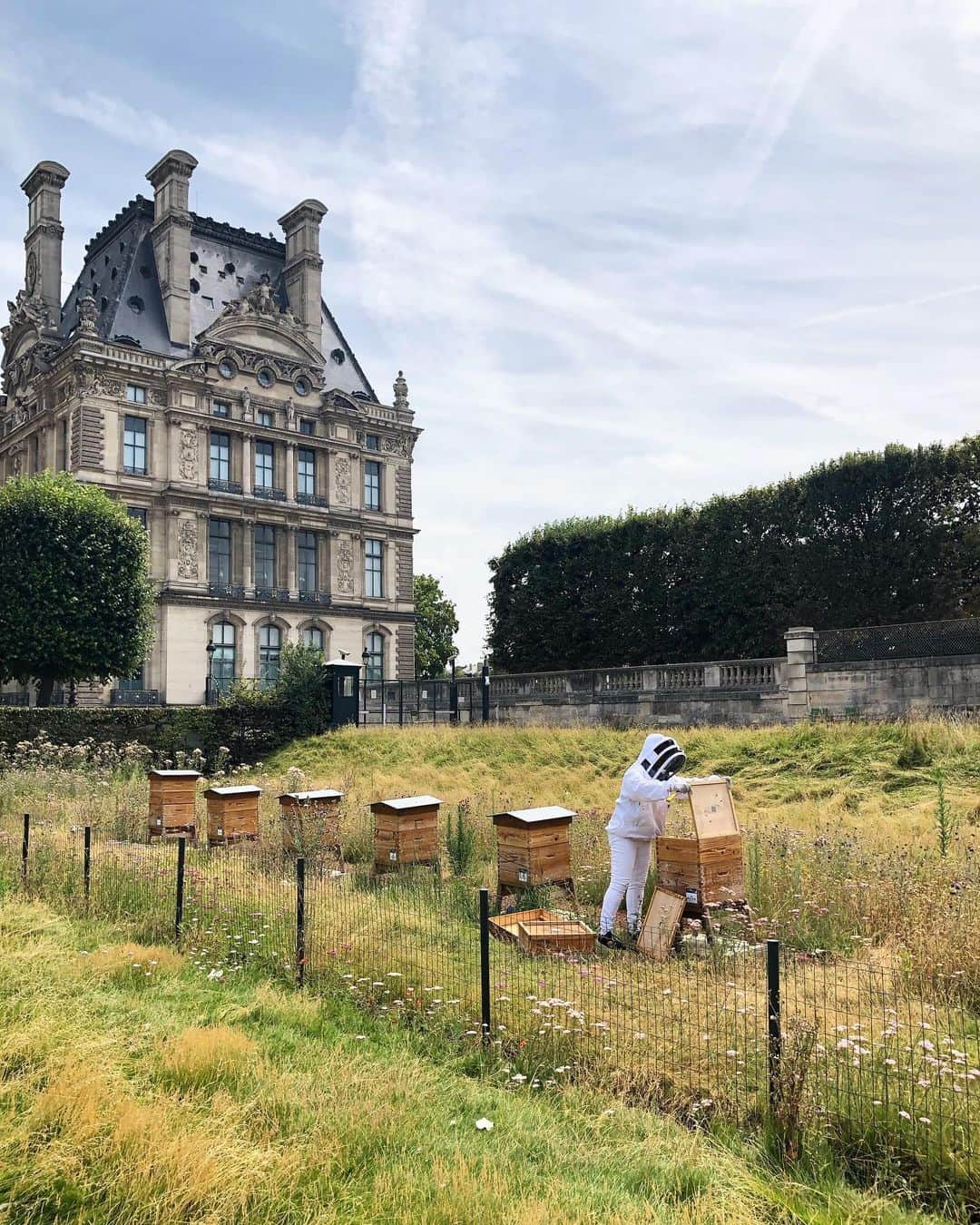 ルーブル美術館さんのインスタグラム写真 - (ルーブル美術館Instagram)「. 🇫🇷 Aujourd’hui, c’est récolte de miel au jardin des Tuileries !🍯 - 🐝 Dans une démarche de développement durable, le musée accueille 300 000 abeilles au sein du domaine du Louvre et des Tuileries. Réparties dans 6 ruches situées aux abords de la Seine, les abeilles peuvent évoluer librement, au soleil, à l’abri du vent et à proximité d’une prairie fleurie spécialement aménagée pour elles. Les ruches sont entretenues par une apicultrice qui se charge également de la récolte de miel. - 🌱 Ce projet est mené conjointement avec @nuxefrance pour la sauvegarde des abeilles. - - - - 🌎 Today, it’s honey harvesting in the Tuileries Garden! 🍯 - According to a sustainable development approach, the museum welcomes 300,000 bees in its area. Installed in 6 hives located on the banks of the Seine, the bees can evolve freely, under the sun, sheltered from the wind, and near a flower meadow specially designed for them. The hives are maintained by a beekeeper, who also collect the honey. - 🌱 This project is jointly led by the Louvre and @nuxefrance for the preservation of bees. - 📷©️Musée du Louvre / Yoko Sfoggia . . . #MuseeDuLouvre #Louvre #LouvreMuseum #Tuileries #JardinDesTuileries #TuileriesGarden」7月19日 1時07分 - museelouvre