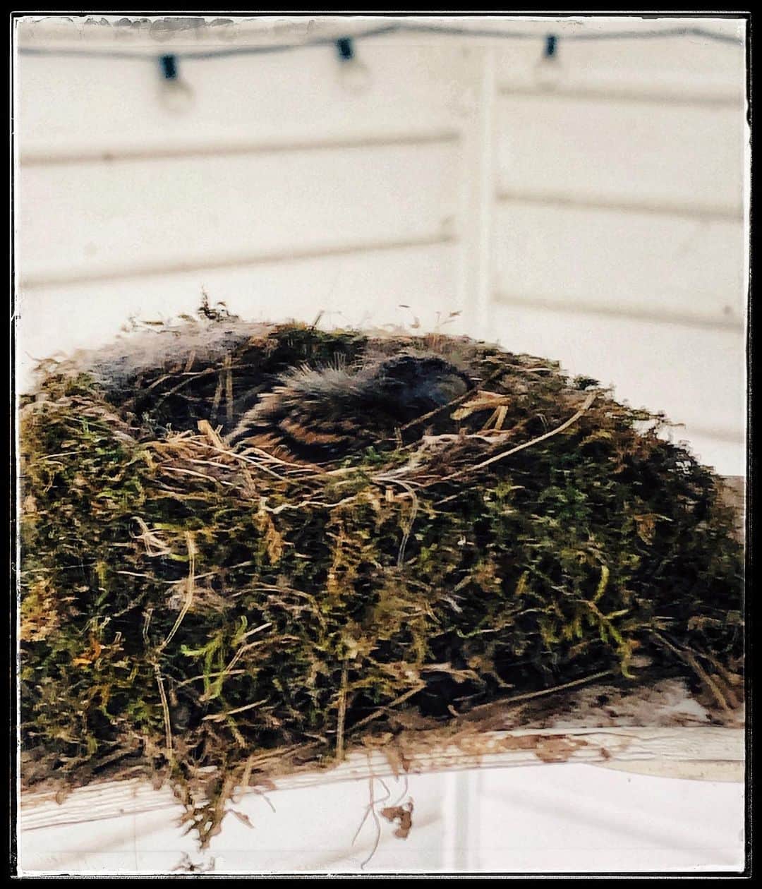 Grace Bonneyのインスタグラム：「Over the past two months I’ve watched a family of Eastern Phoebes attempt to start their family on the blade of our patio fan. Today I wrote about what bird watching has taught me about life (link above and in stories- with a video of the baby eating!) over at DS. Watching this little bird family lay over 7 eggs in two clutches and only have one hatch successfully has been such a life lesson in hope, loss, and awe. #birdwatchers 🐣 (Don’t worry, all photos and videos were taken from much further back and zoomed in super close. I follow all the nest watching guidelines from the Cornell Bird Watch program 👍🏽)」