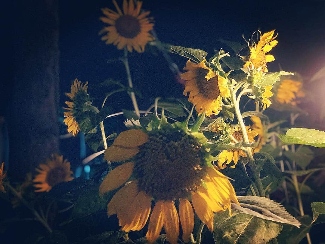 ソジン さんのインスタグラム写真 - (ソジン Instagram)「까만밤과 축축한 여름바람과 해를기다리는 해바라기와.」7月19日 1時36分 - ssozi_sojin