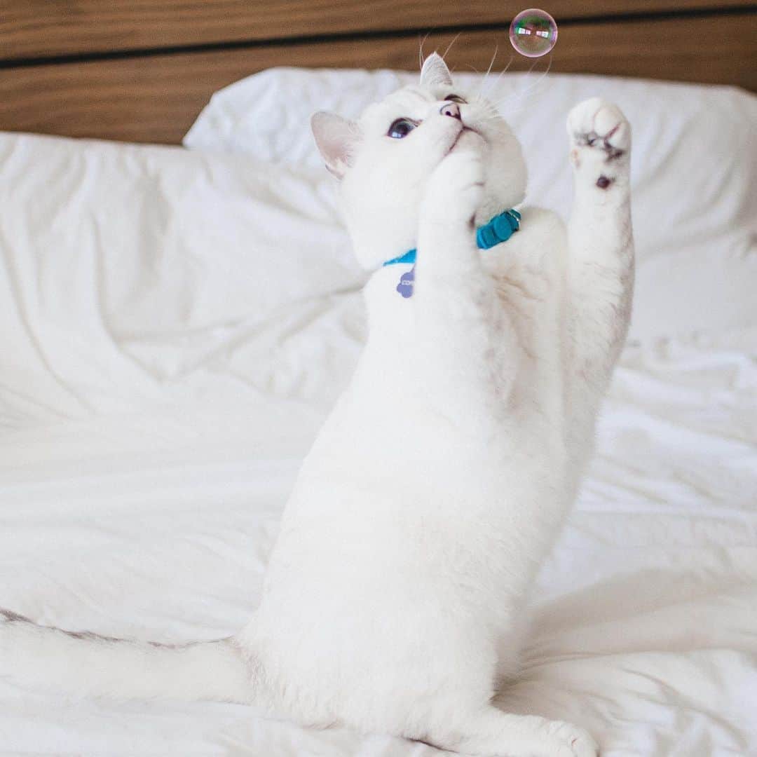 ミスター・ホワイトさんのインスタグラム写真 - (ミスター・ホワイトInstagram)「Bubbles!!! What’s your favorite toy?」7月19日 1時54分 - white_coffee_cat
