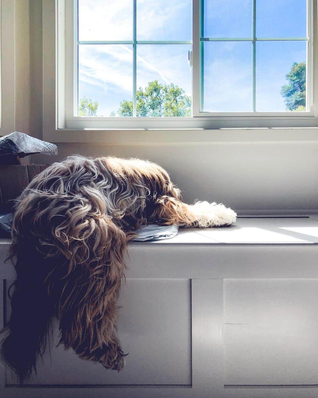 Buddy Boo Blueさんのインスタグラム写真 - (Buddy Boo BlueInstagram)「The boys have been awake for a full 3 hours. Exhausting life they have.」7月19日 2時11分 - buddyboowaggytails