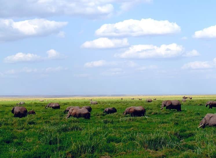 野口健さんのインスタグラム写真 - (野口健Instagram)「アフリカに帰ってきました！5年ぶり。毎年、アフリカに篭っていた時期があっただけに本当に帰ってきた！と感じる。  来年からは再びアフリカという予感がする。  まずはキリマンジャロ、頑張ります！ 成田からエチオピア経由でナイロビへ。そのままナイロビの空港から陸路でアボンセリ国立公園へ。  この弾丸移動にクタクタになりましたが、ゾウさんファミリーとの遭遇になんとも平和な光景で心が癒されました。しかし、近年、アフリカではゾウの密猟により急激に数を減らしているアフリカゾウ。  明日は国境を超えタンザニアへ。  今から真剣に爆睡します。お休みなさい💤  #野口健#野口絵子#野口健親子登山 #ケニア#アボンセリ国立公園」7月19日 2時45分 - noguchiken8848