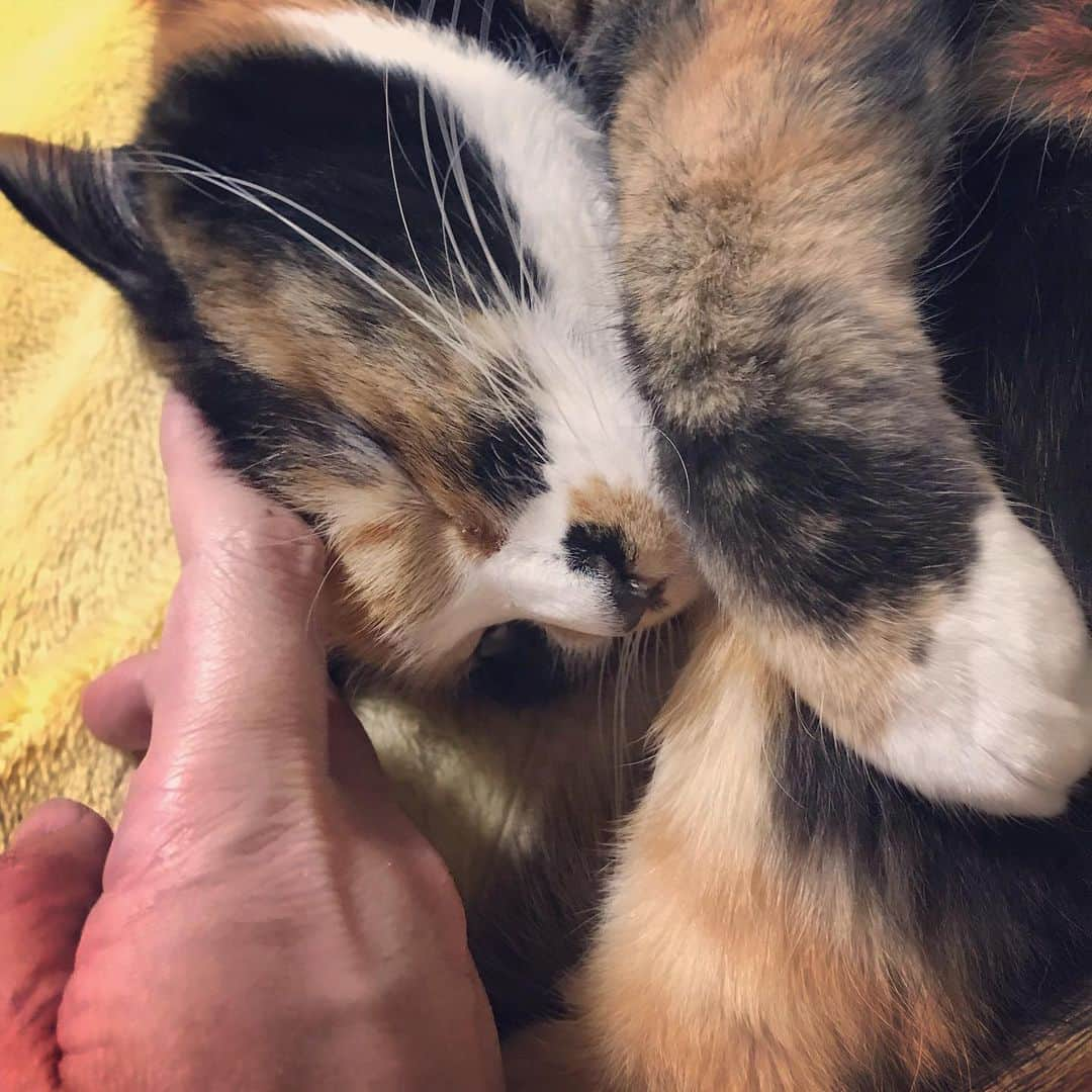 小森高博さんのインスタグラム写真 - (小森高博Instagram)「#cat」7月19日 2時48分 - komo_tan