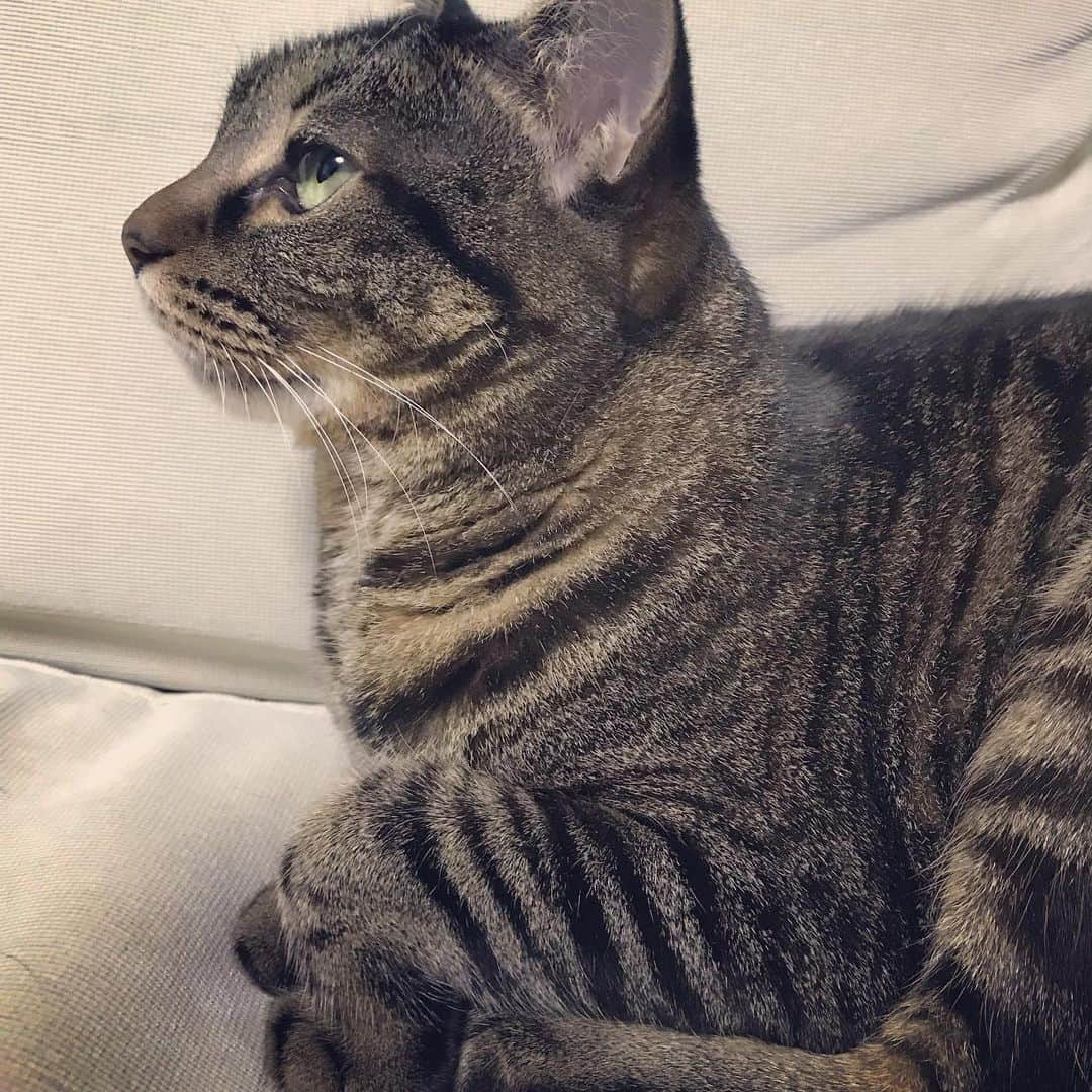 小森高博さんのインスタグラム写真 - (小森高博Instagram)「#cat」7月19日 2時48分 - komo_tan