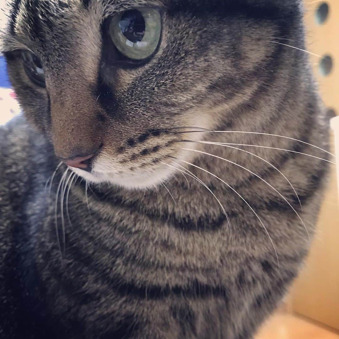 小森高博さんのインスタグラム写真 - (小森高博Instagram)「#cat」7月19日 2時48分 - komo_tan