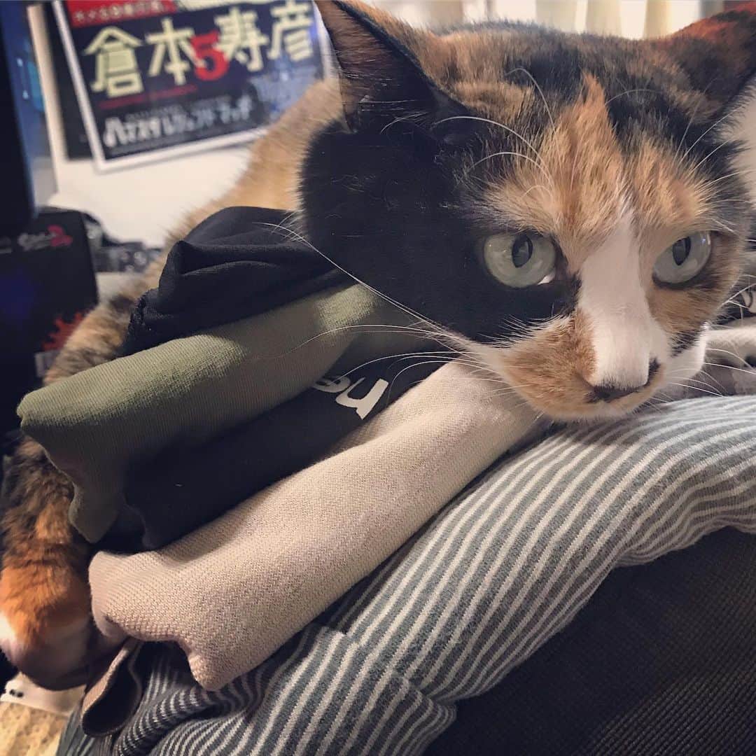 小森高博のインスタグラム：「#cat」