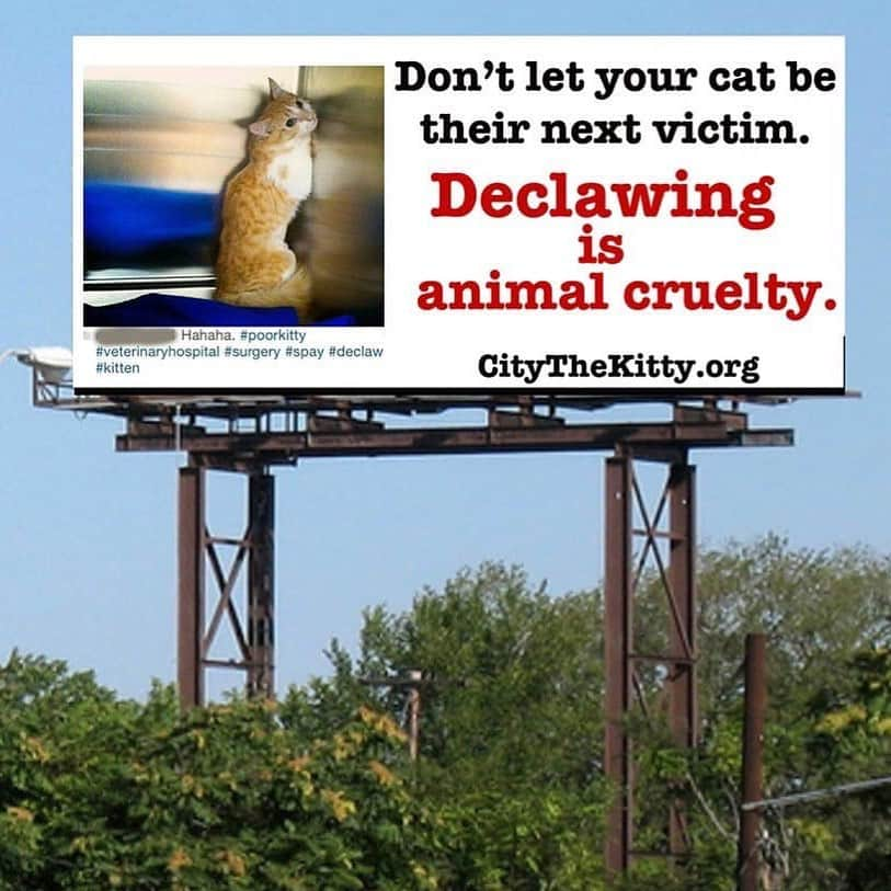 City the Kittyさんのインスタグラム写真 - (City the KittyInstagram)「Here’s a mock up design for our billboard campaign to educate the public in West Michigan about the facts about declawing. What do you think?  Most veterinarians in this area make easy and good money declawing cats and they deceive the public to think that this inhumane amputation procedure is ok.  Most cat owners in this area think that if their declawed cats appear to be ok and live many years, then they are ok, but this is far from the truth.  They don't want to accept the facts about declawing because then it will mean they've been wrong and don't want to think they've harmed their beloved cats.  It is disturbing and sad to hear about so many innocent cats who are having this barbaric amputation procedure done to them because of the lack of education about the FACTS about declawing and about the easy, humane alternatives.  Join us and send us your billboard ideas.  If we use them, we will send you some City the Kitty items. (Winners must be in the U.S. for shipping purposes.) citythekitty@gmail.com  Please sign our petition to the Michigan declawing vets that’s on the link on our Instagram bio. #KnowTheFacts #StopDeclawing  #WestMichigan #adcampaign」7月19日 3時01分 - citythekitty