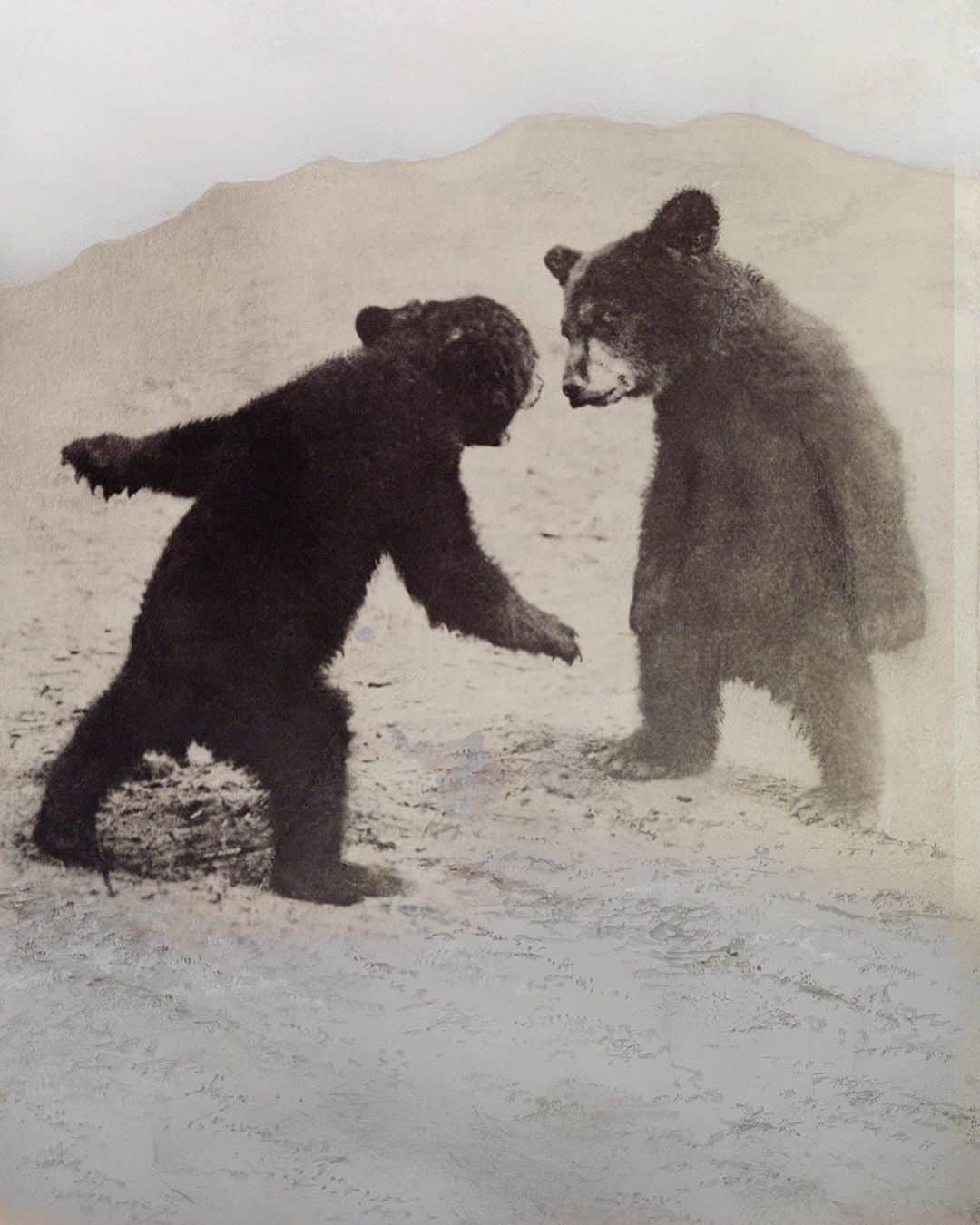 National Geographic Creativeさんのインスタグラム写真 - (National Geographic CreativeInstagram)「Photo by Captain F. E. Kleinschmidt & L. Peterson | A black bear and a brown bear stand on their hind legs in Seward, Alaska. This image was originally published in the November 1916 magazine. #ThrowBackThursday #BlackAndWhite #Alaska」7月19日 3時04分 - natgeointhefield