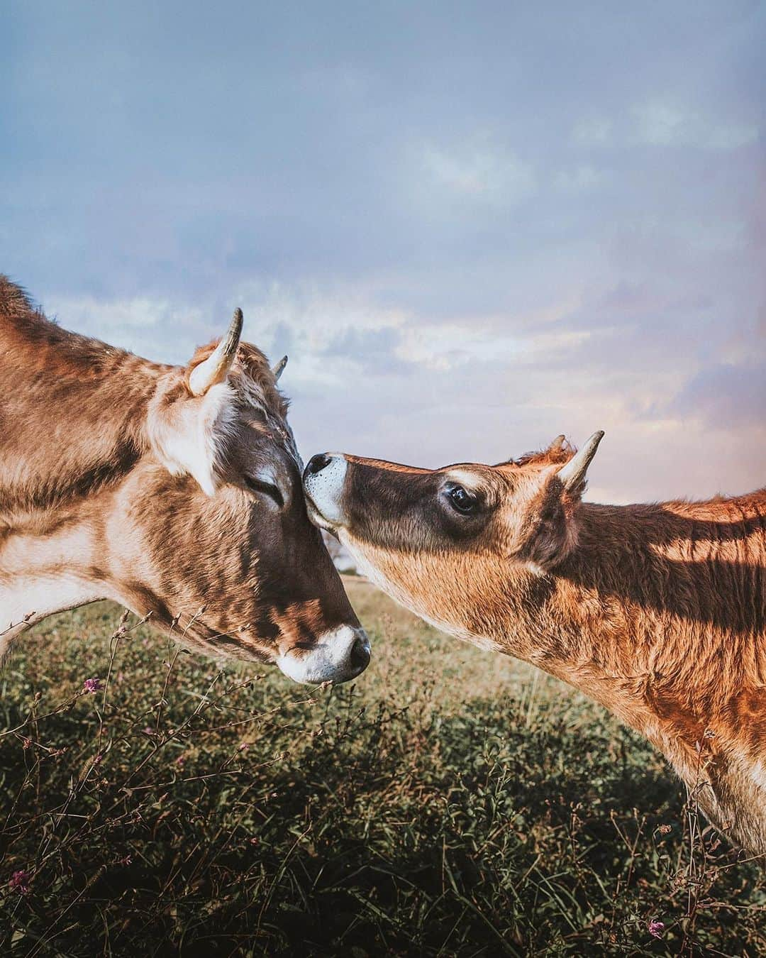 Instagramさんのインスタグラム写真 - (InstagramInstagram)「Meet New Jersey’s Sammantha Fisher (@sfisherx), an animal activist and photographer whose photos support sanctuaries with their rescue missions. “I’m able to connect viewers in a way that they normally wouldn’t see animals,” says Samm. “Being an advocate means standing up for what I believe in, and for me, that means standing up for animals.” 🐎🐖🐄🐓🐑 Who are your favorite #Advocates on Instagram? Head to the comments to share their handles and how they are sparking positive global change in their community. ✨  Photo by @sfisherx」7月19日 3時36分 - instagram