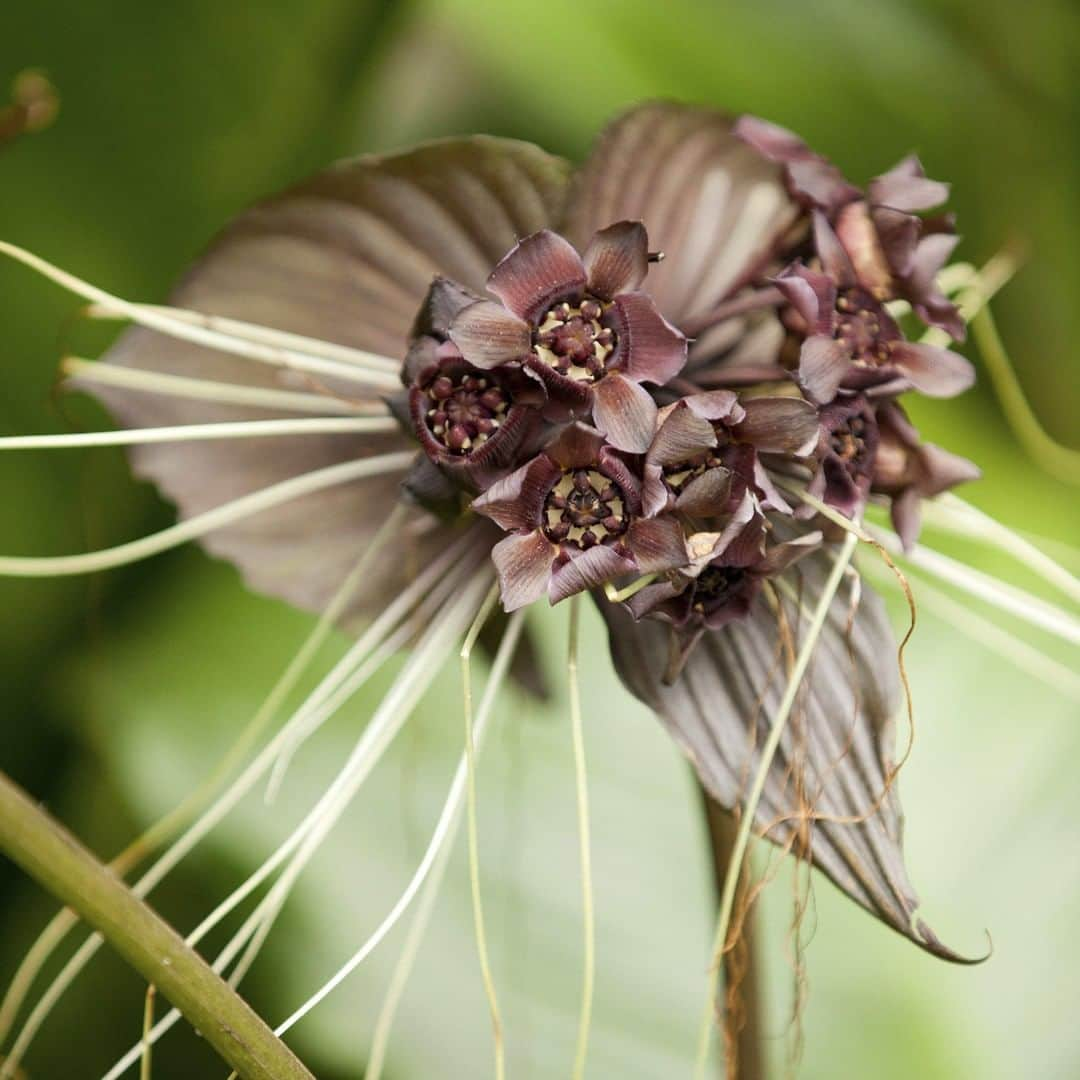 ニューヨーク植物園さんのインスタグラム写真 - (ニューヨーク植物園Instagram)「It might be the most goth of the plants kept in our Haupt Conservatory’s collections. The bat flower (#Tacca chantrieri) is one of the many plants that we’re working to maintain and protect during the restoration of the structure’s palm dome. In today's story, hear from our Director of Glasshouse Horticulture, Marc Hachadourian, on this plant’s origins and unique qualities, just one of countless species facing the escalating challenges to our world’s biodiversity. #plantlove 💚」7月19日 3時45分 - nybg