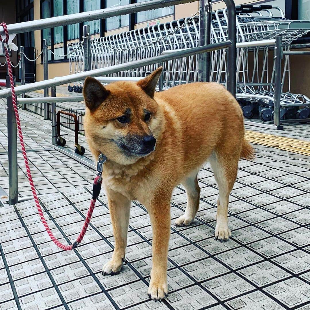 のインスタグラム：「ご主人待ちわんこ。」