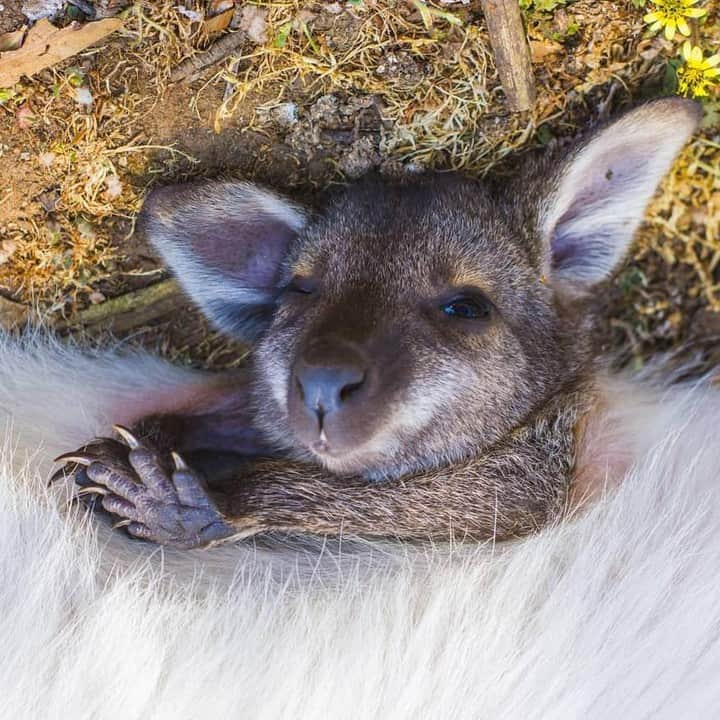 Australiaさんのインスタグラム写真 - (AustraliaInstagram)「“Can I hit ‘snooze’ just one more time?” 😴 With a face this cute, we’ll allow it! @gau.zier saw this adorable joey at @hansonbaywildlifesanctuary, a protected wilderness area on @southaustralia’s @authentickangarooisland. Located on 5,000 acres of land, this #wildlife sanctuary is home to native Aussie animals like wallabies, koalas, kangaroos, echidnas, and all types of birds. Book a guided ‘nocturnal adventure tour’ to learn about these animals’ secret nightlife post-sunset, or do the ‘guided koala walk’ for a stroll down the avenues of eucalyptus trees for some koala-spotting.  #seeaustralia #seesouthaustralia #kangarooisland #authenticKI #nature」7月19日 4時00分 - australia