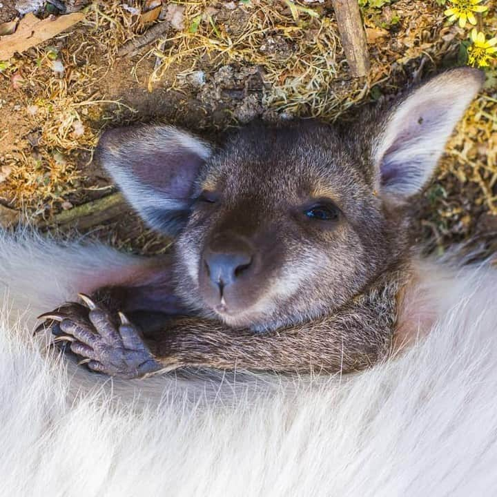 Australiaのインスタグラム