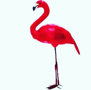 松田岳二さんのインスタグラム写真 - (松田岳二Instagram)「♡Pink Flamingo♡」7月19日 4時35分 - cbsmgrfc