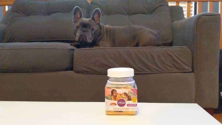 Manny The Frenchieのインスタグラム：「Am I too late for the #bottlecapchallenge?! I totally nailed it! 😆 @halopets」