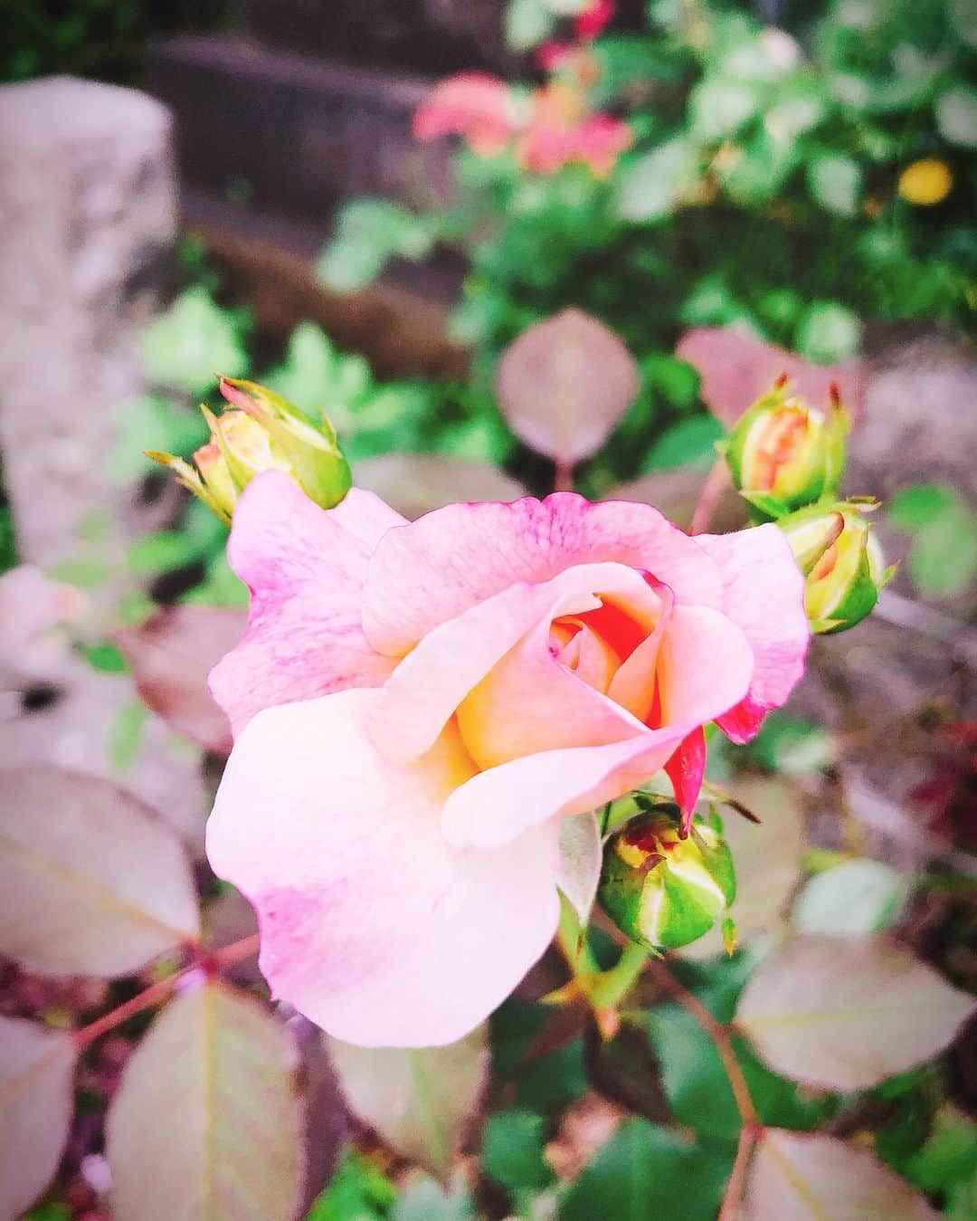 藤原絵里さんのインスタグラム写真 - (藤原絵里Instagram)「・ 綺麗🌹 ・ #薔薇 #バラ #ばら #rose」7月19日 6時37分 - erifujiwara0523