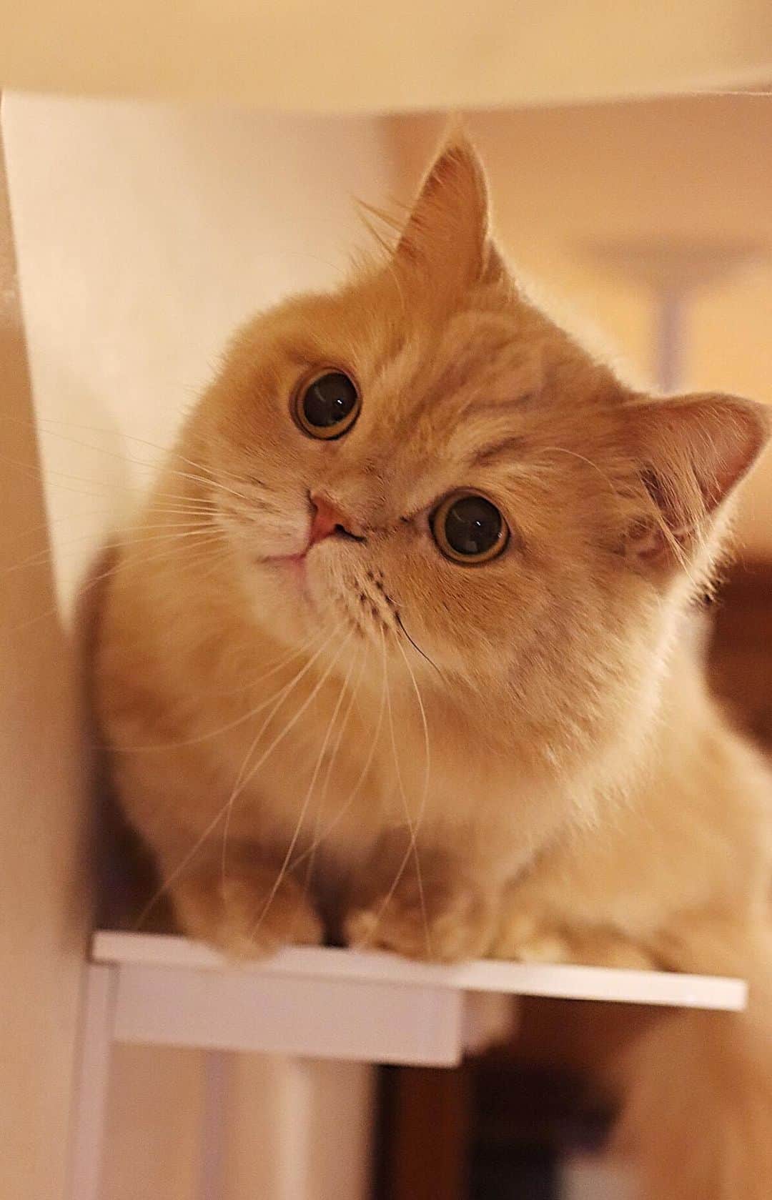 のインスタグラム：「. . 昨日はanimacolleさんの撮影の日 何百枚も撮っていただきましたにゃ いつも優しいanimacolle丸山さん💕野田さん💕 フォトグラファーの東 俊之さん💕 ありがとにゃ(♥´³`)ﾉ...💋 . 撮影後 楽しいおしゃべりも参加しますにゃ🍹 ベル半分おねんねしながらだけど😹 お昼寝しなかったすずちゃんは爆睡ちう😪 . . 【 所さん！大変ですよ】見てくれてありがとにゃ 沢山のDMやコメントありがとうございにゃす💗 出演一瞬だったけど🤣 亡くなった先代猫の事 思い出すと💧 . . @animacolle #キャットステップ #クリアステップ #キャットトンネル #キャットハンモック . #ベルちゃん #すずちゃん ・ NAME : Bell  ベルちゃん Breed : minuet  ミヌエット 🎂 : 2016.5.15  3歳 ・ NAME : Suzu すずちゃん Breed : Scottish fold スコティッシュフォールド 🎂 : 2018.3.21  1歳」