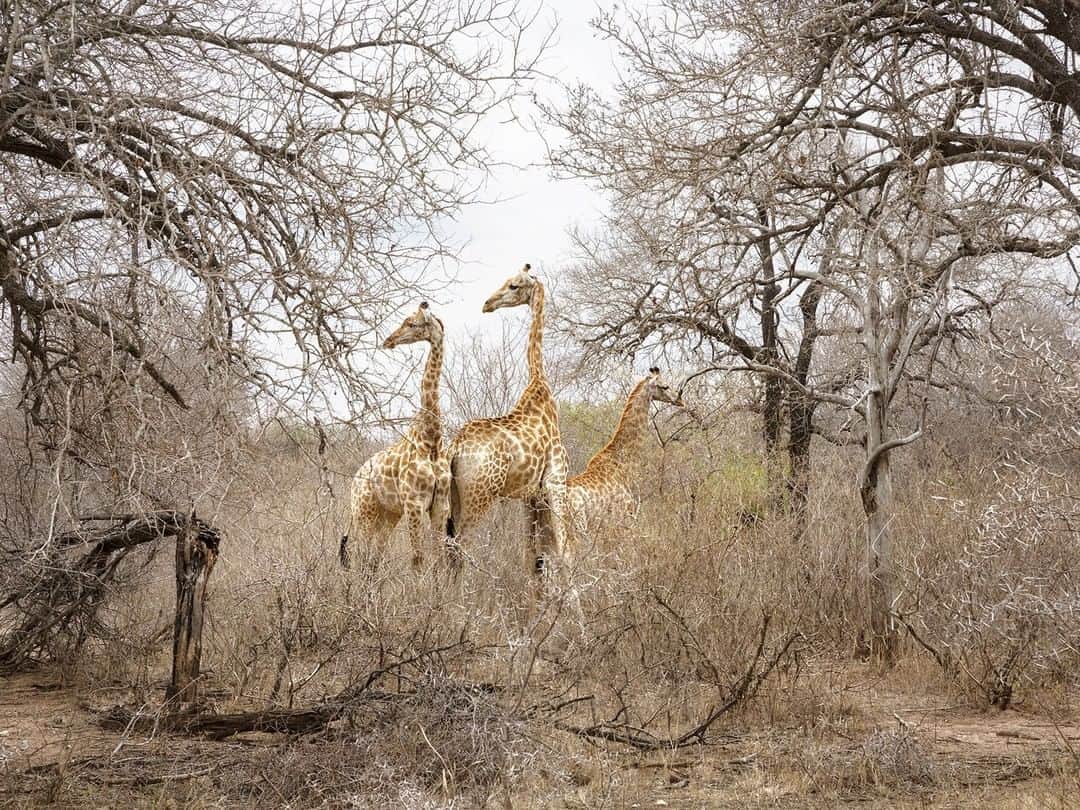 National Geographic Travelさんのインスタグラム写真 - (National Geographic TravelInstagram)「Photo by @andrea_frazzetta | South Africa, a “family” of Giraffes in the central region of the Kruger Park. The giraffe is the tallest terrestrial mammal in the world. The males stand about 5m tall - as high as a single-story house - and the females are just a little shorter. Giraffes are gentle and timid animals and live in loose social groups. The Kruger National Park is one of the largest game reserves in Africa. It covers an area of 7,523 sq miles in the provinces of Limpopo and Mpumalanga in northeastern South Africa. To see more photos from my travels, follow me @andrea_frazzetta #Africa #SouthAfrica #Kruger #Giraffe」7月19日 7時02分 - natgeotravel