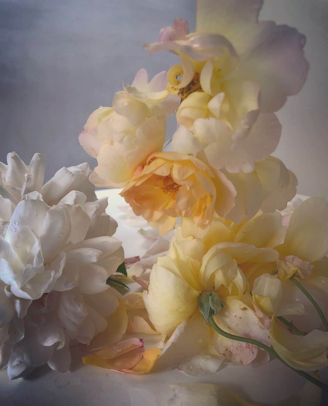 ニック・ナイトさんのインスタグラム写真 - (ニック・ナイトInstagram)「Roses from my garden. Thursday the 18th of July 2019.」7月19日 7時12分 - nick_knight