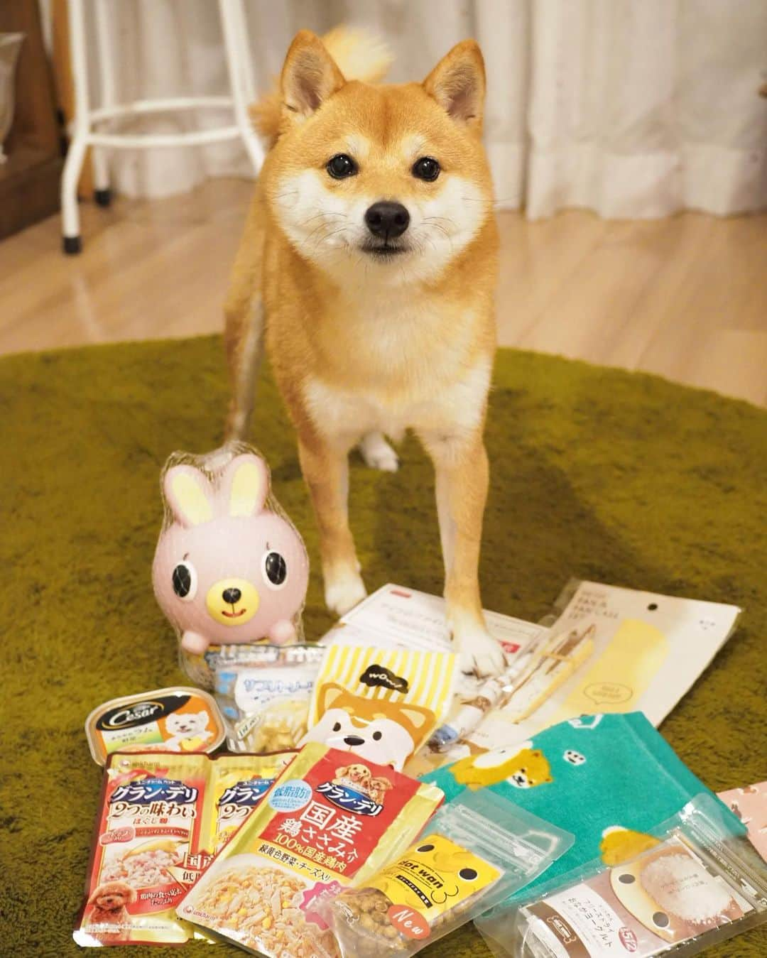 豆柴にこちゃんさんのインスタグラム写真 - (豆柴にこちゃんInstagram)「🐶🎁退院24日目 ※動画は大きめに音が鳴るから注意 おはよー 雑巾掛けでおなじみの、 くまちゃん @kumakichi_511 から誕生日プレゼントが届きました🥰 . おやつ、おもちゃ、 かわいい人間用柴雑貨までたくさん😍 . おもちゃは袋から出すなり 夢中で遊び始めたよ🐰🍟 . うさぎのおもちゃは、 押すと舌が出て喋ってるみたいな 音が出て面白すぎる🤣🤣 . 骨にいいオヤツや納豆おやつまで、 にこのことをたくさん考えてくれた プレゼントでした😭💕 . くまちゃんママさん、 どうもありがとう✨ . #にこの右足闘病記  #柴犬#豆柴#pecoいぬ部#犬#わんこ#犬#ここ柴部#shibainu#dog#mameshiba#pecotv#dog#いぬのきもち部#しばいぬ#しばけん#こいぬ#シバイヌ#いぬ#イヌ#赤柴#マメシバ#ペット#日本犬#子犬#puppy#doggo#pet#시바견#강아지#개」7月19日 7時24分 - nikochan.mame48