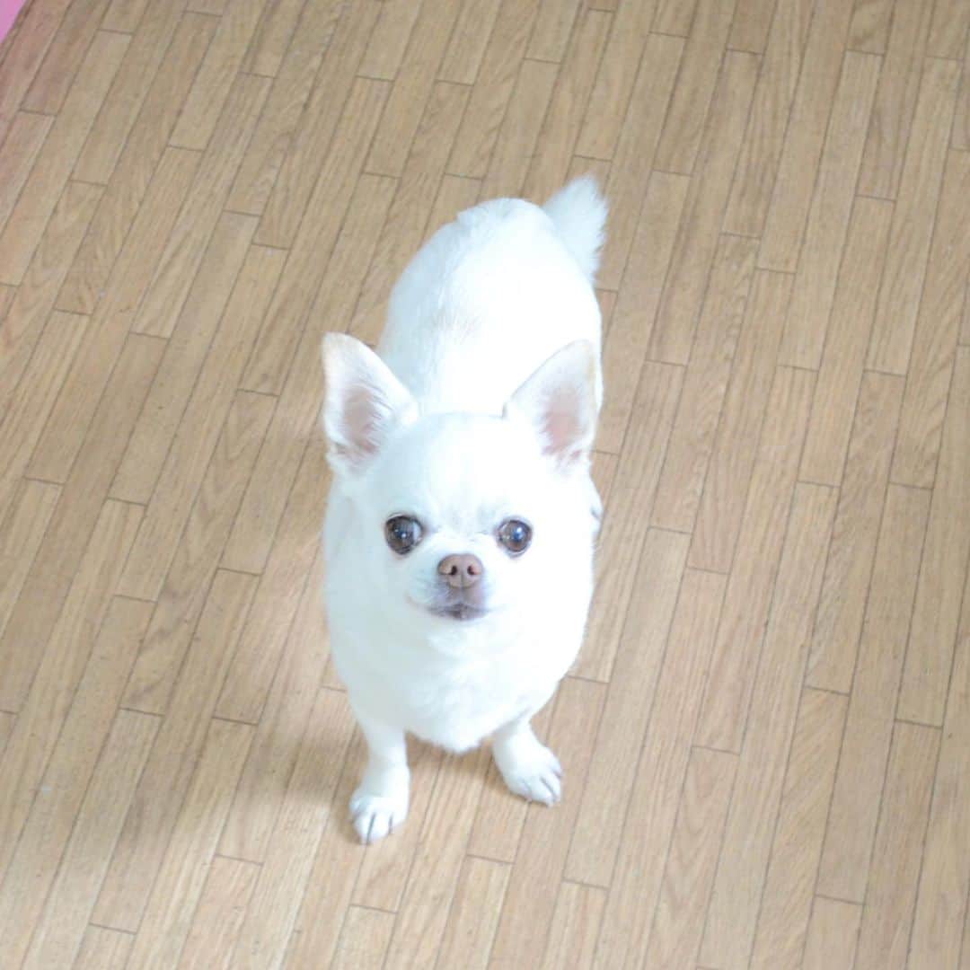 KORIKIのインスタグラム：「おはようございます♪ * #dogofsapporo #dog, #dogs, #dogstagram,#chihuahua,#犬バカ部,#チワワ,#koriki, #hanadog #白スムチ連合会, #スムチー,  #dogofthedayjp, #dogoftheday  #ilovemydog #instadog #instapet #WhiteChihuahua  #吉娃娃 #치와와  #dogsofinstagram #Chihuahualover  #チワワの輪 #barkbox #WhiteChihuahuaParty #もふもふモフモフ」
