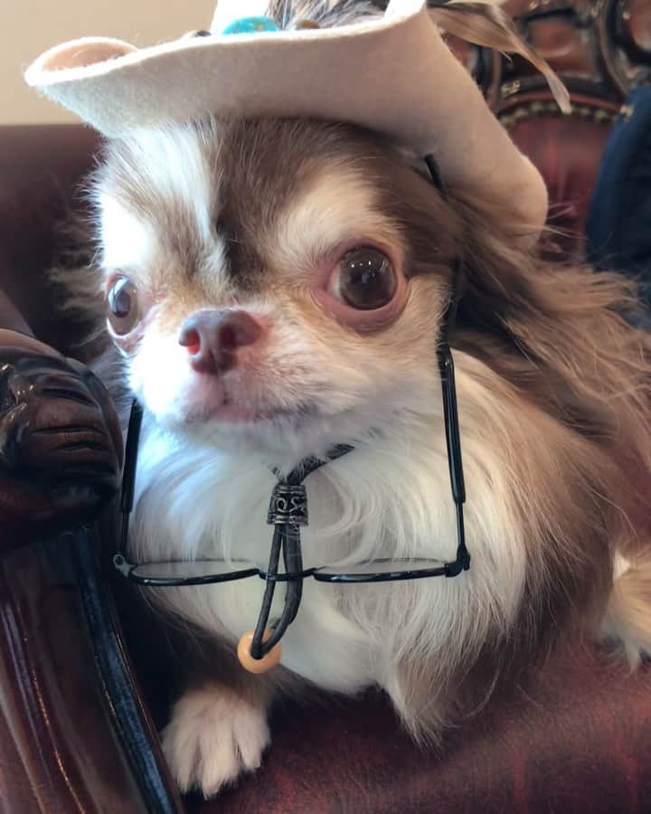 kayoのインスタグラム：「* * おやつムシャムシャ😋🍪💗 * * からの〜 * * メガネズレ落ち😂👓 * * Lychee💗👓 * * #chihuahua#chihuahualove#dogstgram#dog#instadog#チワワ#チワワ大好き * *」