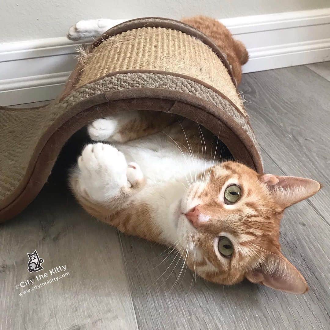 City the Kittyさんのインスタグラム写真 - (City the KittyInstagram)「Raise your hands and paws if your cats have their claws!  #pawsneedclaws」7月19日 7時36分 - citythekitty