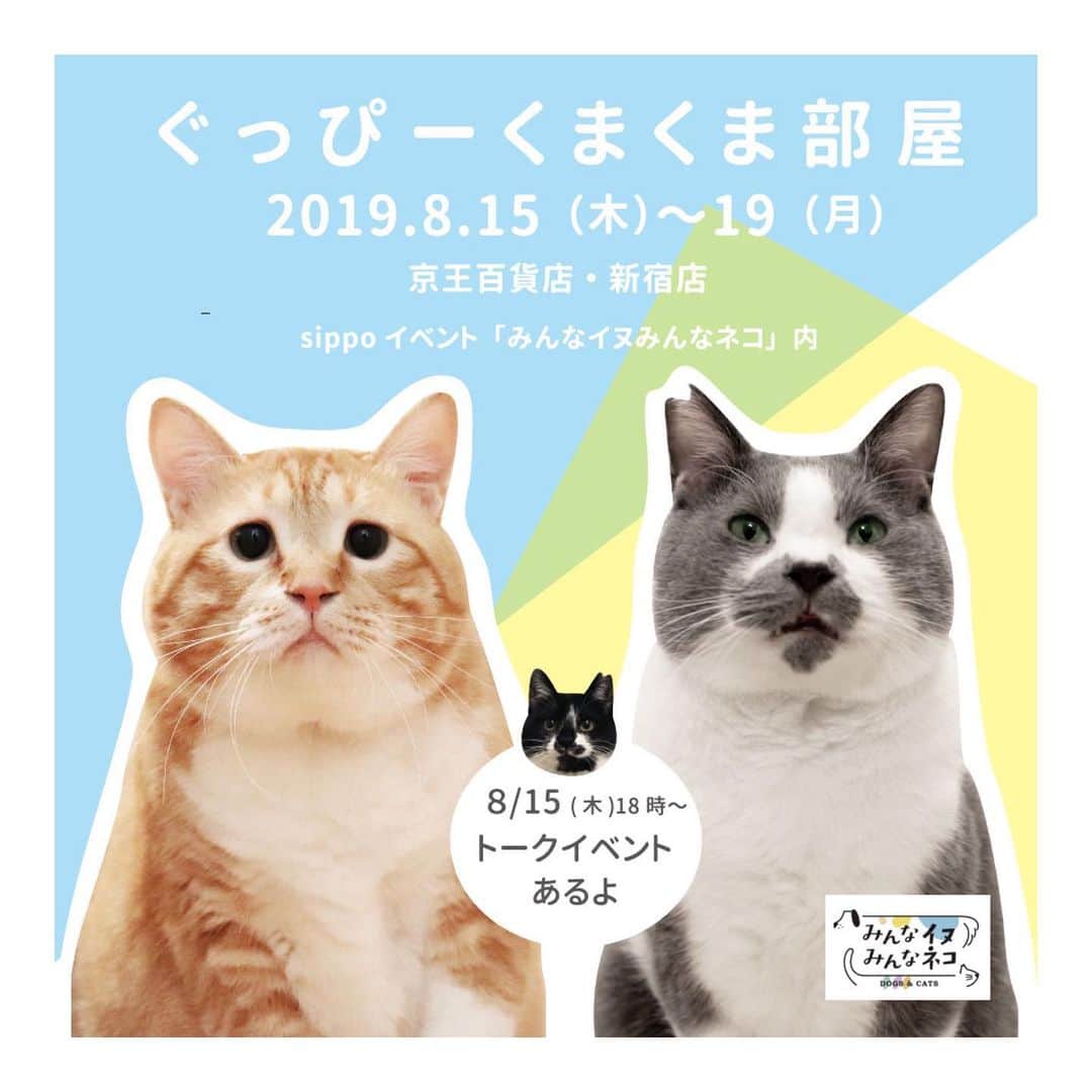 ぐっぴーさんのインスタグラム写真 - (ぐっぴーInstagram)「【お知らせ】 「ぐっぴーくまくま部屋」開幕します！ ・ 8月15日（木）～19日（月） 10:00〜20:00 (最終日は18:00まで) 京王百貨店 新宿店 7階大催事場で sippo主催のイベント 「みんなイヌ、みんなネコにて、 猫界の親方こと、@kumaokamako と共に、 今年は名前を新たに 「ぐっぴーくまくま部屋」としてお邪魔さていただくことになりました！ ・ 同イベントは、 どこでどう生まれ育ったとしても、 みんな犬、みんな猫。 飼い主のいない犬や猫を譲り受けて飼うことを「普通の選択肢」にできないか。そんなコンセプトの保護犬や保護猫写真展となります。 日本最大級の保護猫(今年は犬も！)譲渡会も開催される大きなイベントです。 ・ その中で、「ぐっぴーくまくま部屋」は誠に僭越ながら… 15日（木）18:00〜19:00 はトークショーまで行わせていただく予定です。 (先着順・入場無料) ＊ご予約の必要ありません 万が一？！来場者多数の場合は立見での観覧となるそうです。 ・ 期間中、ぐぴ主、くまお母は可能な限り会場で放浪している予定です。 . お近くの方、帰省で東京に来られる方などいらっしゃいましたら、 是非お立ち寄りいただければ幸いです。 ・ #ぐっぴーくまくま部屋 #最後まで読んだ人いる？」7月19日 18時00分 - gupitaro