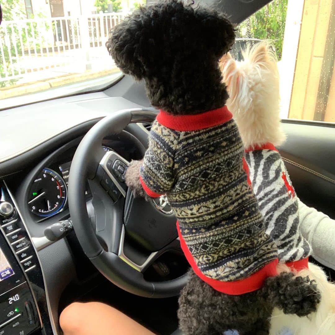 山本聖途さんのインスタグラム写真 - (山本聖途Instagram)「嘘だろ！？運転して行く気か！？ #dog#犬#トイプードル#toypoodle#チワマル#いぬすたぐらむ」7月19日 18時01分 - seit6.yam