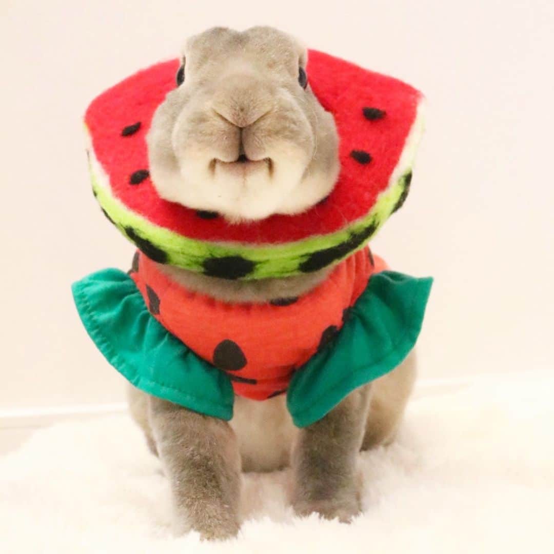 Kayoのインスタグラム：「ごきげんなすいかちゃん🍉」