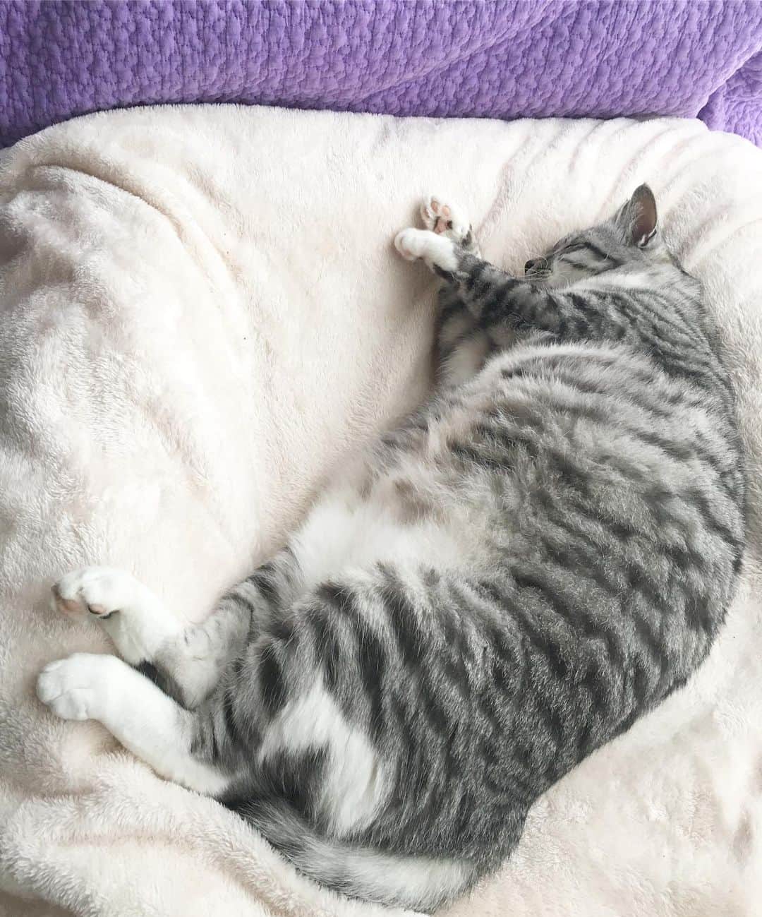 ?りっこ?さんのインスタグラム写真 - (?りっこ?Instagram)「＊ ＊ 🌿  HARUTAROU 🌿 ＊ ・ 雨降り☔️のスタートですが ・ さわやかに⁈(出来ることなら) ・ 過ごしたいです。 ・ 中型犬ベッドに寝る春 癒されます♫ ＊ ♡*⃝̣◌⑅⃝♡◌*⃝̥◍♡♡*⃝̣◌⑅⃝♡◌*⃝̥◍♡♡*⃝̣◌⑅⃝♡◌*⃝̥◍ ＊ ＊ #cats_of_instagram  #TheDailyKitten #bestcats_oftheworld  #cats_of_world  #balousfriends  #catloversclub  #cat_features #catstocker #themeowlife  #sweetcatstime  #thedailykitten #cats_of_instworld #IGersJP #happypetclub #bestmeow #保護猫 #Excellent_Cats  #pleasantcats  #catsofday #happycatclub #sweetcatclub #catsnet  #instacat_meows #cutieanimalspage #cutecatshow #cutecatsco #dailycatshow #sweetcatonline #nyancon01 #朝ワンコ夕ニャンコ ＊ ＊ 🌿🌿🌿🌿🌿🌿🌿🌿🌿🌿🌿🌿🌿🌿🌿🌿」7月19日 9時37分 - usako_honma
