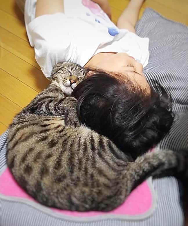 ねこさんのインスタグラム写真 - (ねこInstagram)「今日の【寝ているねこ・眠っているねこ】だよー😌🙏💓 こちらは、 @kei.to.a さん家のアッシュちゃん❣️😊うふふ、安心しきってる寝顔がとても可愛いなぁ〜(´∀｀*)💓ピトッてくっついてる姿がなんともたまらんっ♫ #neko_magazine #ねこ #猫 #ネコ #catstagram #cat #ねこマガジン #NEKONOBA」7月19日 9時37分 - neko_magazine