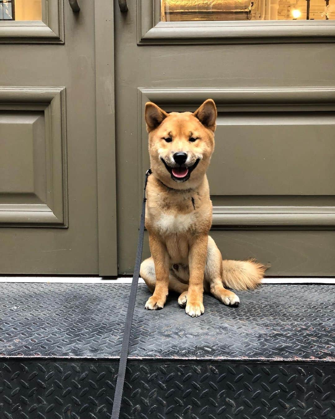 稲木ジョージのインスタグラム：「Simba 🦁」