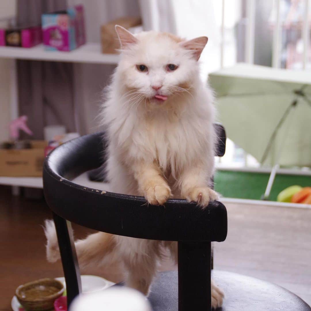 Kachimo Yoshimatsuさんのインスタグラム写真 - (Kachimo YoshimatsuInstagram)「おかきも〜！！ パンが大好きなおかき。 食卓にパンが出てくると大騒ぎ。 #uchinonekora #okaki #neko #cat #catstagram #kachimo #猫 #ねこ #うちの猫ら http://kachimo.exblog.jp」7月19日 9時59分 - kachimo