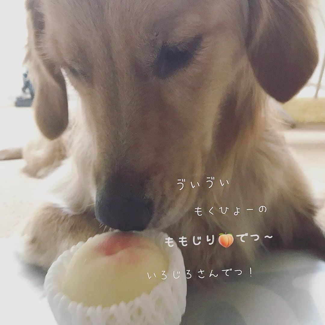 ikumiさんのインスタグラム写真 - (ikumiInstagram)「* * 7/19/2019☔️ . ももじり…じゃなくて 桃🍑だけどね‼︎ . 岡山へ来て楽しみにしていた 夏のお楽しみ♩ 白桃です。 食べてみたい有名な白桃が旬な時期です！ とりあえずスーパーでお手頃な 品種違いの白桃買ってみました。 これはまだ甘さが足りなかったけど Viviと美味しく頂きました♩ * * #goldenretriever#golden#retriever#instadog#犬バカ部#大型犬のいる暮らし#ぴーすっ子#白桃#岡山#2019年7月」7月19日 9時57分 - ikumi.betty_jupiter