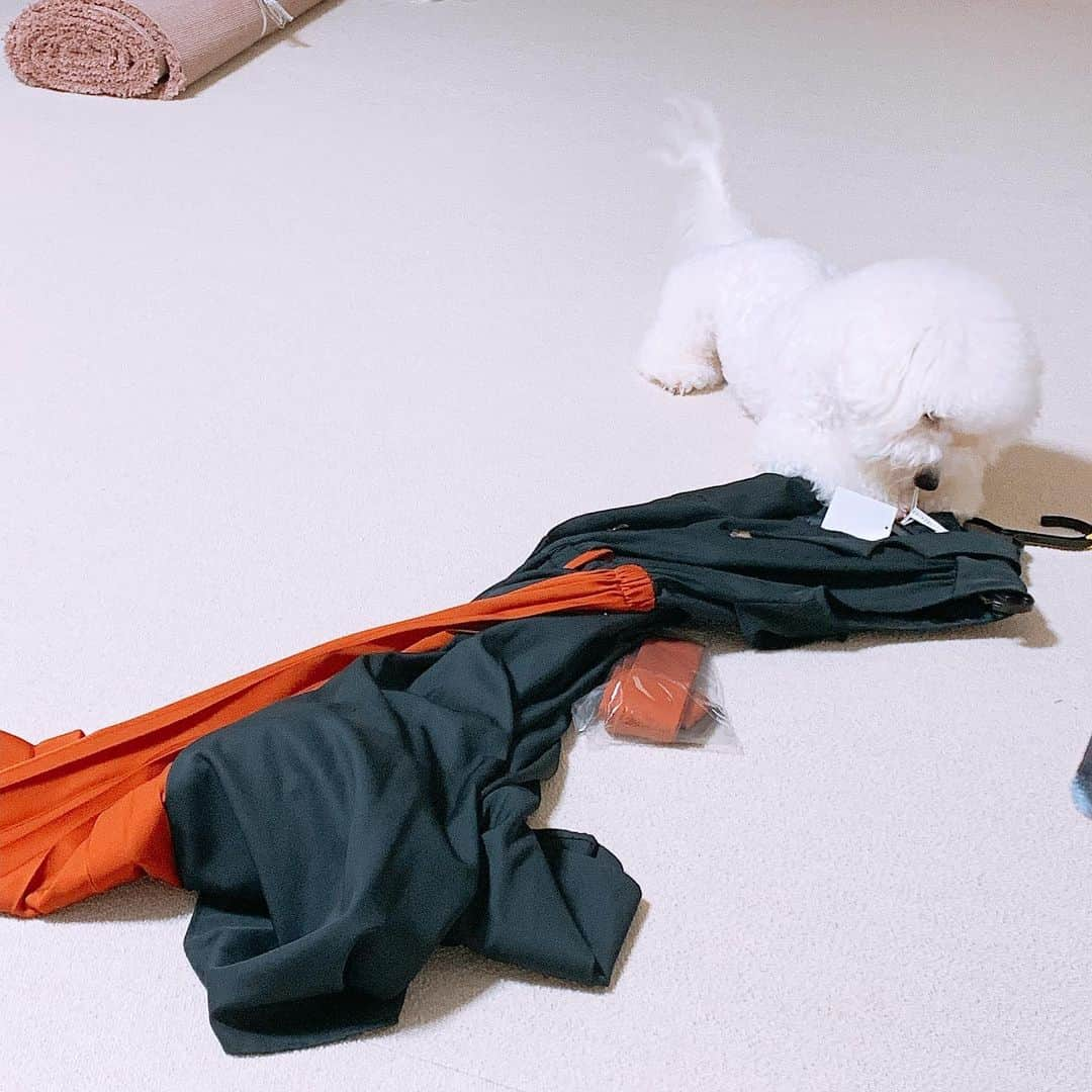 関根理紗さんのインスタグラム写真 - (関根理紗Instagram)「新品のお洋服取り出して着ようとおもったらまた無邪気な顔して踏んでる上によだれついてるきのこオプションで乗せてきてくれたよ。 なんだろう貢物なのかな？ なら許す。 て言った直後、運んでいったよ。 今日も我が家は平和。  #まあるいおててだからなんとか許す #きのこをどけて #確信犯 #新品ずき」7月19日 10時16分 - sekine.risa