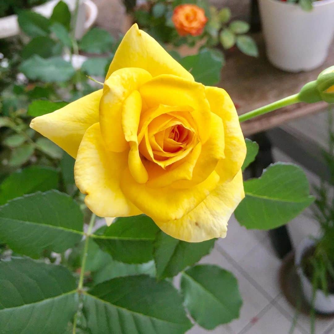 のインスタグラム：「雨にも負けず、 頑張って咲いてくれています💐🌷 ありがとう、ありがとう❣️ あとは、多肉が心配です😫😭 #ガーデニング #ガーデニング初心者 #花のある暮らし #花が好き #バラ  #ミニバラ #千日紅 #ケイトウ  #梅雨 が嫌いです、、⋆̩☂︎*̣̩」