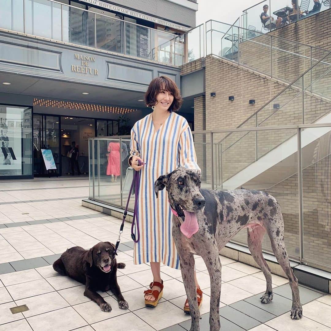 風間ゆみえのインスタグラム：「マイロが帰ってまもなく、近くにお散歩に来ていたTENTとBOMBONが顔を見せてくれた😆✨ TENTとBOMBONは以前、私がコラボレートしたレスポートサックのモデルになったワンコくんたちです❤️ #yumie_k_style」
