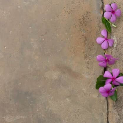 カルメン・エレクトラさんのインスタグラム写真 - (カルメン・エレクトラInstagram)「The purple flowers that grew from a crack in the concrete 💜 in honor of the beautiful ones out there @apollonia_kotero」7月19日 11時18分 - carmenelectra