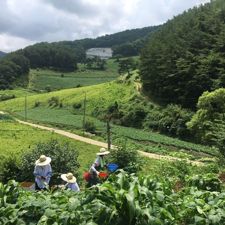 ユン・セアさんのインスタグラム写真 - (ユン・セアInstagram)「#삼시세끼 #산촌편 #tvN #8월9일 #오후9시10분 #첫방 😈ㅎㅎㅎㅎㅎㅎㅎ👿」7月19日 11時33分 - loveyoonsea