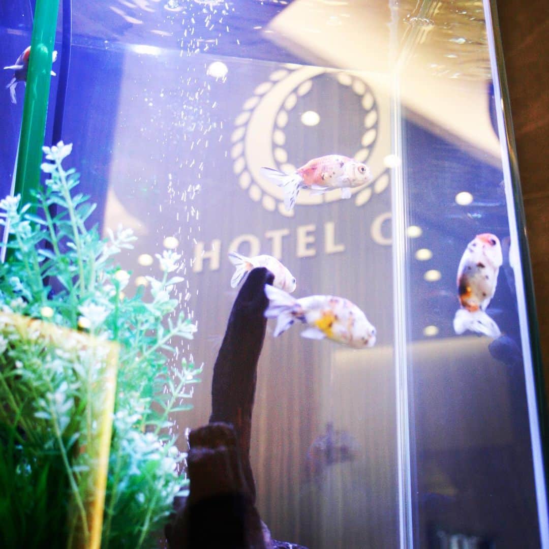 ホテルオーレ　ブロッサモーレのグルメインスタ