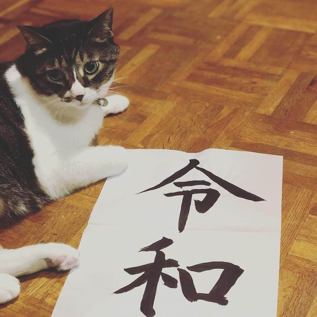 MiawMiawのインスタグラム：「こんにちは😊♪⁣⁣⁣⁣⁣ ミャウミャウ公式アカウントです🐈⁣⁣⁣⁣⁣ ⁣⁣⁣⁣⁣ 先日終了した【MiawMiaw令和最初のフォトコンテスト】の応募の中から⁣⁣⁣⁣ コンテスト専用ハッシュタグを付けていただいた方のフォトをご紹介いたします！⁣⁣⁣⁣ ⁣⁣⁣ ━･･━･･━･･━･･━･･━･･━⁣⁣⁣⁣ photo： @mitosaii さん⁣⁣⁣⁣ ━･･━･･━･･━･･━･･━･･━⁣⁣⁣⁣ ⁣⁣⁣⁣ 「令和」ってとってもいい響きだにゃ～⁣ ⁣⁣⁣素敵な時代になるといいな💖⁣ ⁣ フォトコンテストへのご応募ありがとうございました💫⁣⁣⁣⁣ ⁣⁣⁣⁣ 令和最初のフォトコンテスト結果はただ今審査中です！⁣⁣⁣⁣ 当選者の発表まで今しばらくおまちください♪⁣⁣ ⁣⁣⁣⁣ 当アカウントの詳細はプロフィール欄のURLをクリック！⁣ → @miawmiaw_series⁣ ⁣ #miawmiaw #miawmiaw令和最初のフォトコンテスト⁣⁣⁣⁣ #ねこのいる生活 #ねこばか #ネコ好き⁣⁣⁣⁣ #猫 #ねこ #ネコ #にゃんこ #cat #cats #猫部 #ネコ部 #ねこ部 #猫好きさんと繋がりたい #猫好き #ペット#pet #にゃんこ部 #にゃんすたぐらむ #ねこすたぐらむ⁣ #リラックスmiawmiaw2019夏⁣ #令和miawmiaw⁣ #夏猫miawmiaw2019」