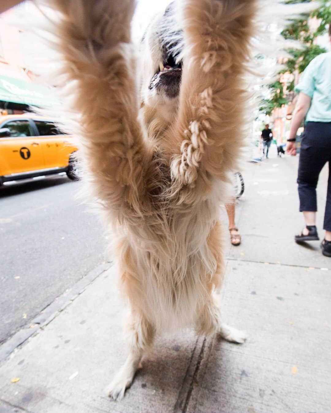 The Dogistさんのインスタグラム写真 - (The DogistInstagram)「Bella, Golden Retriever (10 y/o), Prince & West Broadway, New York, NY • “She knows if you’re sad. She’ll put her head on your lap.”」7月19日 12時36分 - thedogist