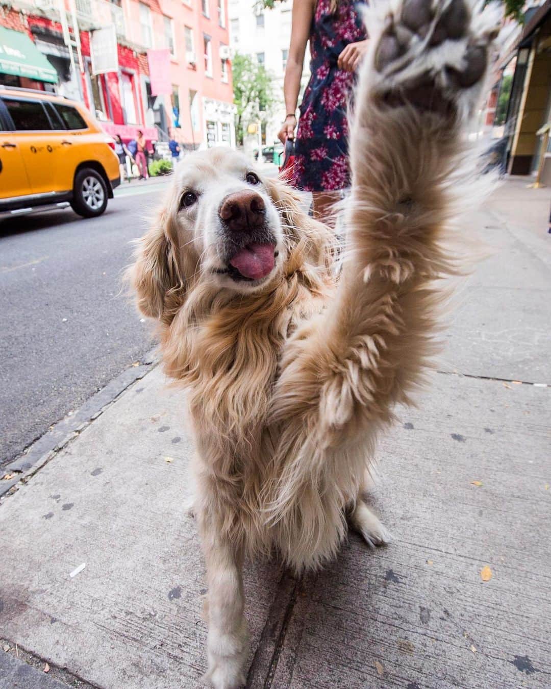 The Dogistさんのインスタグラム写真 - (The DogistInstagram)「Bella, Golden Retriever (10 y/o), Prince & West Broadway, New York, NY • “She knows if you’re sad. She’ll put her head on your lap.”」7月19日 12時36分 - thedogist