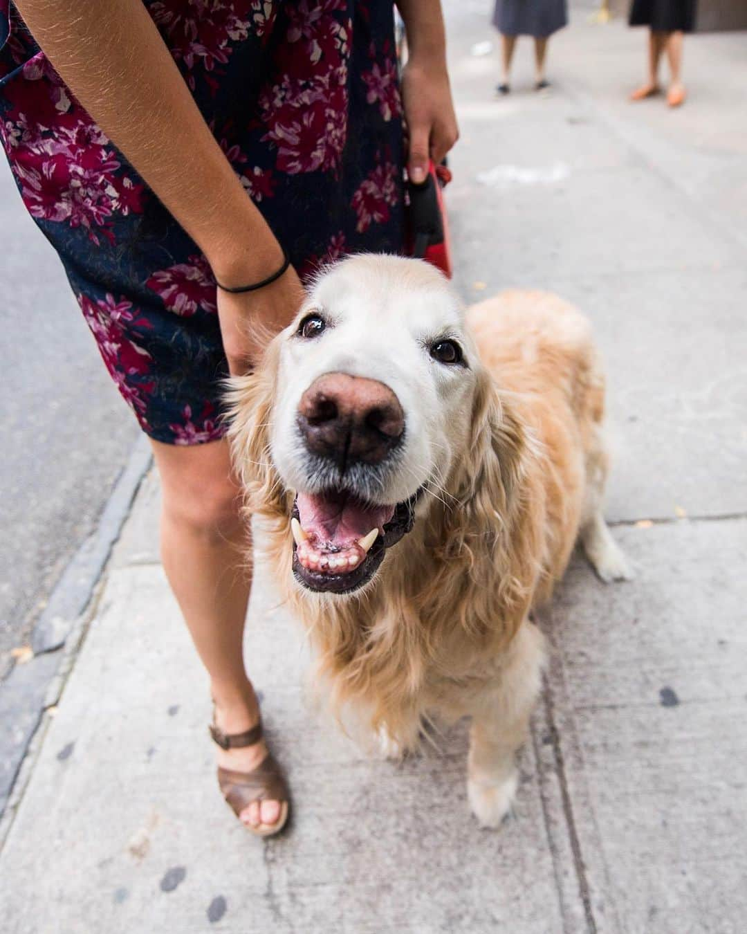 The Dogistさんのインスタグラム写真 - (The DogistInstagram)「Bella, Golden Retriever (10 y/o), Prince & West Broadway, New York, NY • “She knows if you’re sad. She’ll put her head on your lap.”」7月19日 12時36分 - thedogist