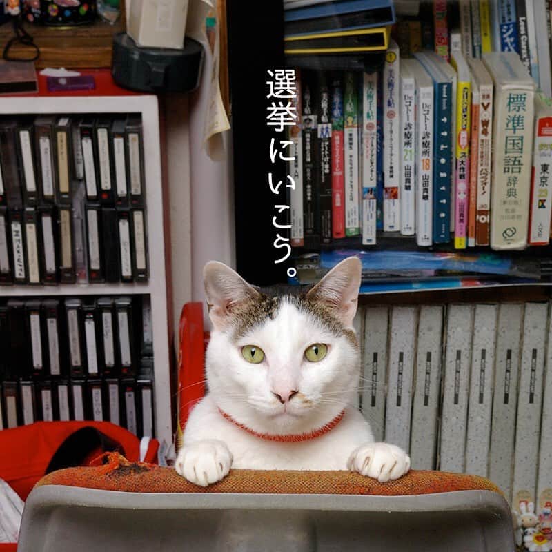 Kachimo Yoshimatsuさんのインスタグラム写真 - (Kachimo YoshimatsuInstagram)「選挙に行きましょう！ #uchinonekora #yohkan  #neko #cat #catstagram #kachimo #猫 #ねこ #うちの猫ら http://kachimo.exblog.jp」7月19日 12時38分 - kachimo