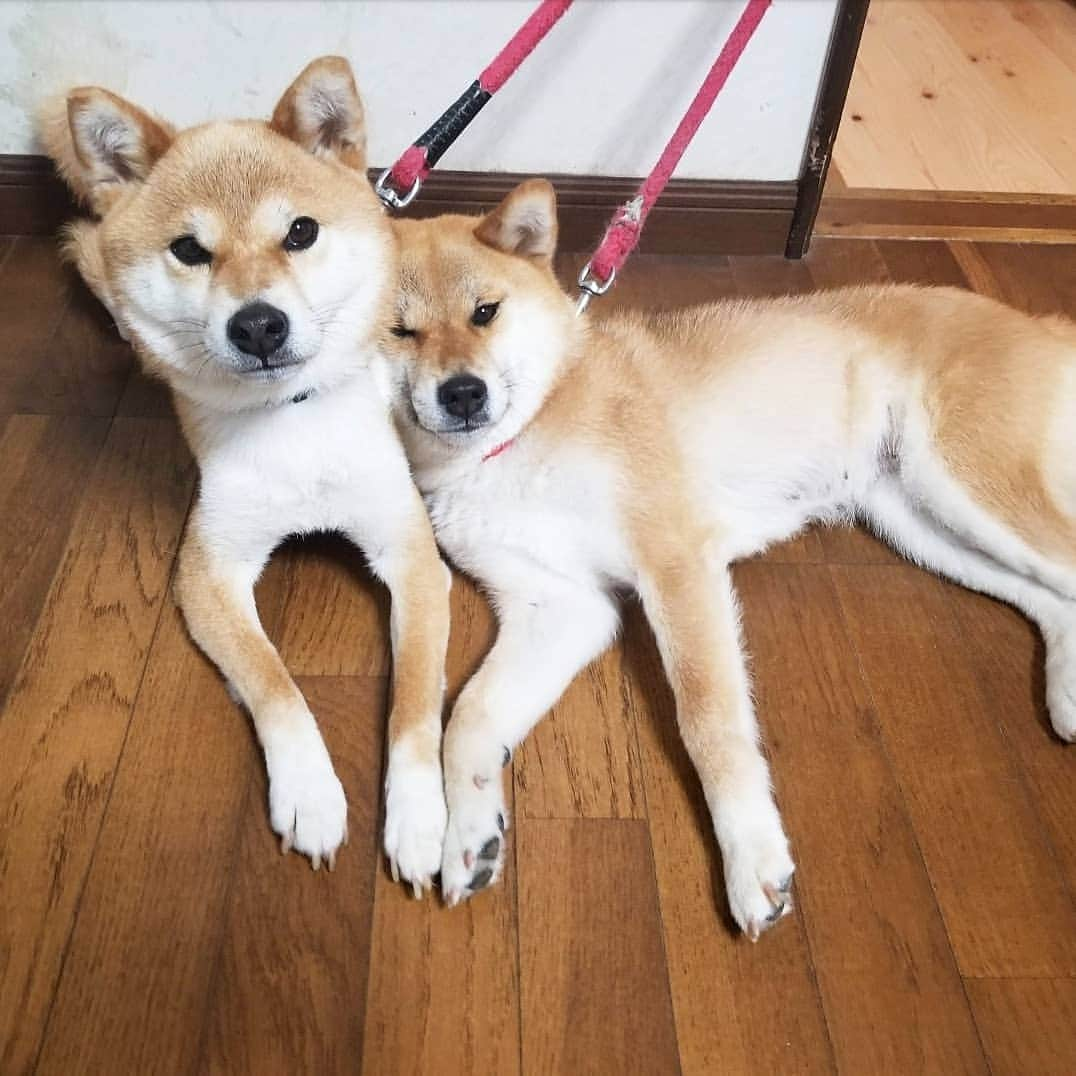 柴犬たま Shibainu Tamaのインスタグラム