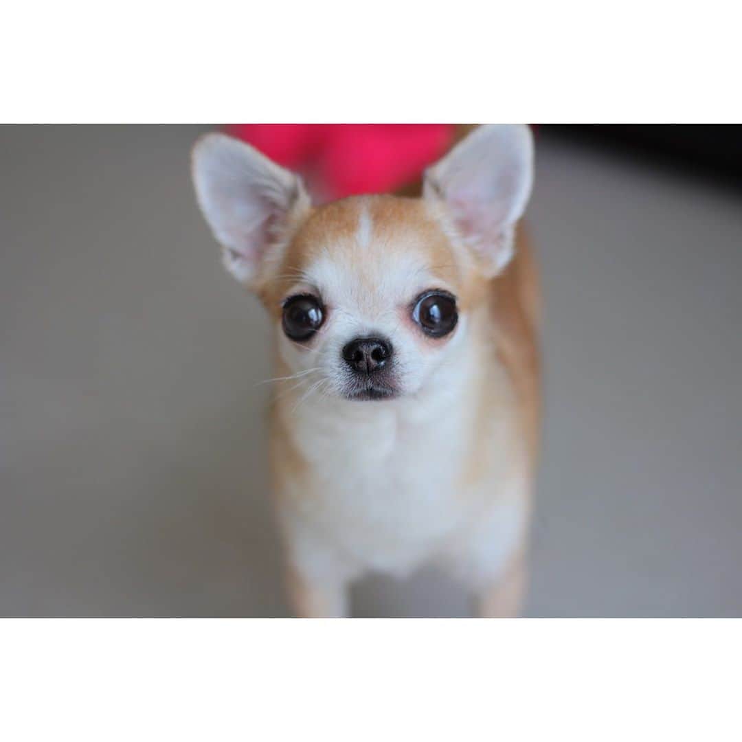 まち(Machi)さんのインスタグラム写真 - (まち(Machi)Instagram)「. Hello I’m Omo👋 . 😚😚 . #chihuahua #chihuahuas #dog #instadog  #weeklyfluff #doglover #chihuahualove #ふわもこ部 #choco #azuki #omochi #チワワ #ちわわ #犬 #スムチー #ロンチー #ちわすたぐらむ #いぬすたぐらむ #ちわわ部」7月19日 12時42分 - machi5536