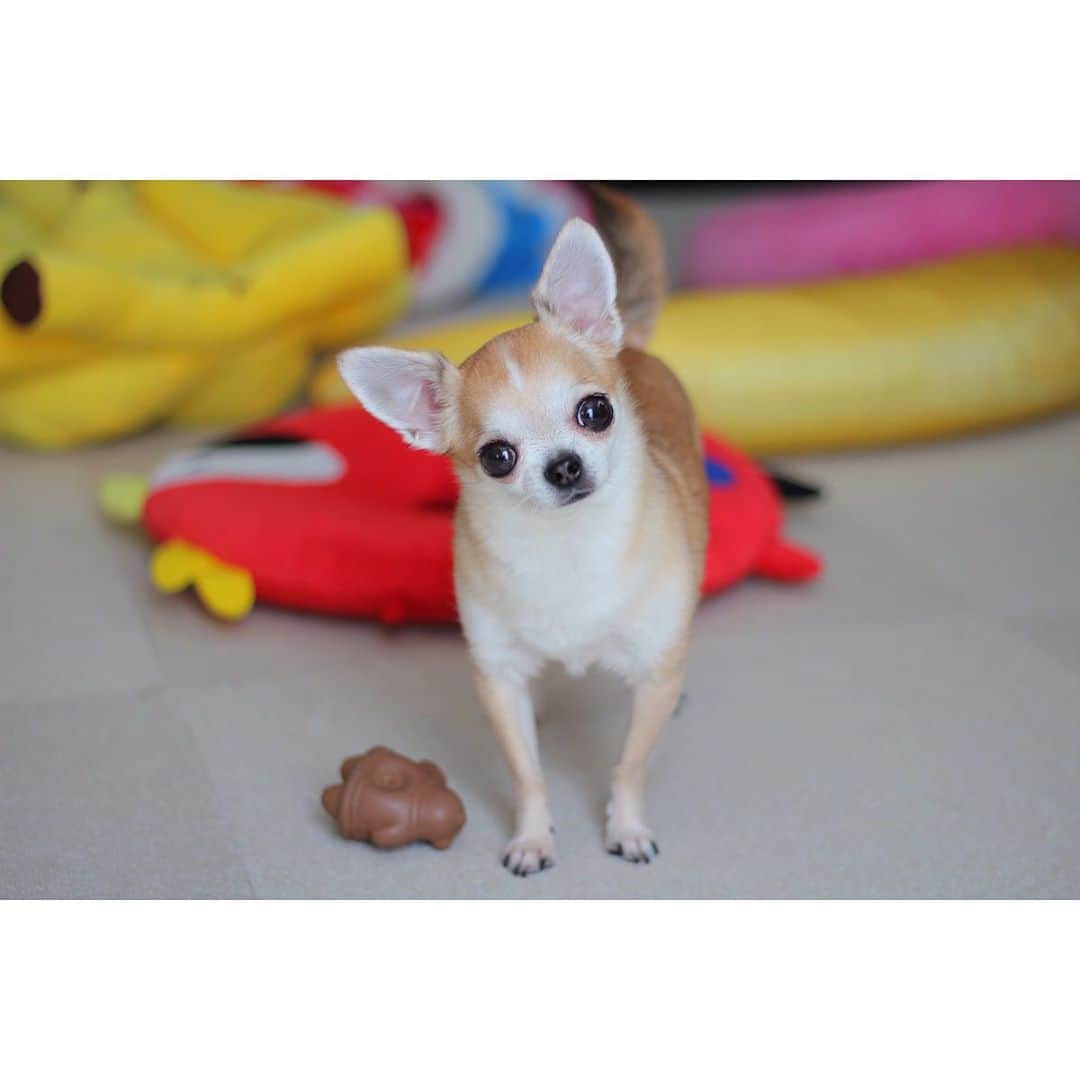 まち(Machi)さんのインスタグラム写真 - (まち(Machi)Instagram)「. Hello I’m Omo👋 . 😚😚 . #chihuahua #chihuahuas #dog #instadog  #weeklyfluff #doglover #chihuahualove #ふわもこ部 #choco #azuki #omochi #チワワ #ちわわ #犬 #スムチー #ロンチー #ちわすたぐらむ #いぬすたぐらむ #ちわわ部」7月19日 12時42分 - machi5536